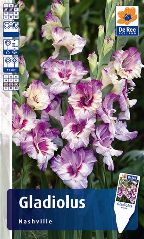 Attēlu rezultāti vaicājumam “gladiola 'Nashville'”